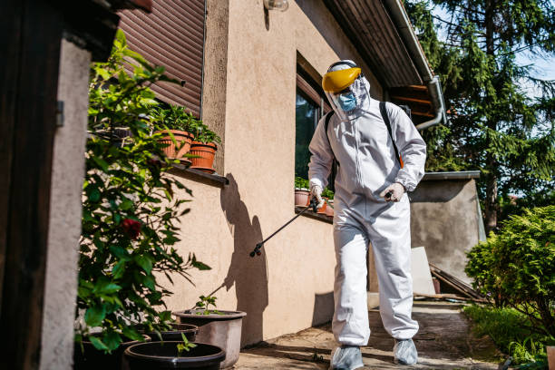 Best Termite Control Services  in Bridgeview, IL