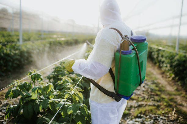 Best Rat Extermination Near Me  in Bridgeview, IL